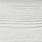 Arctic White